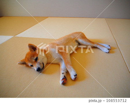 和室でくつろぐ柴犬の子犬 108553712