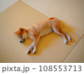 和室で眠る柴犬の子犬 108553713