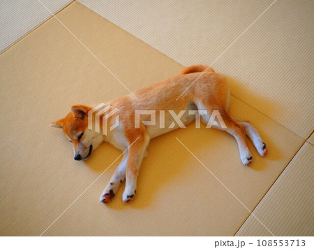 和室で眠る柴犬の子犬 108553713