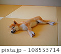 畳で眠る柴犬の子犬 108553714