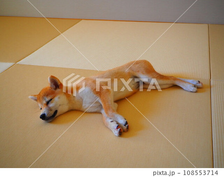 畳で眠る柴犬の子犬 108553714