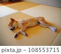 和室で寝ている柴犬の子犬 108553715