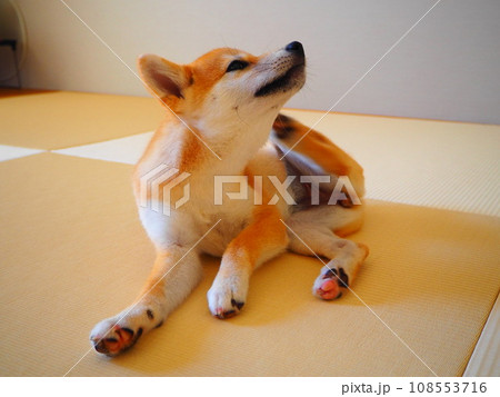 身体を搔いている柴犬 身体を搔いている柴犬 108553716