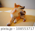 気持ち良さそうに体を掻いている柴犬 108553717