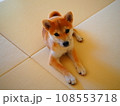 飼い主を見上げる柴犬子犬 108553718