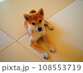 飼い主に従順な表情を浮かべる柴犬 108553719