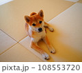飼い主を見つめる柴犬 108553720