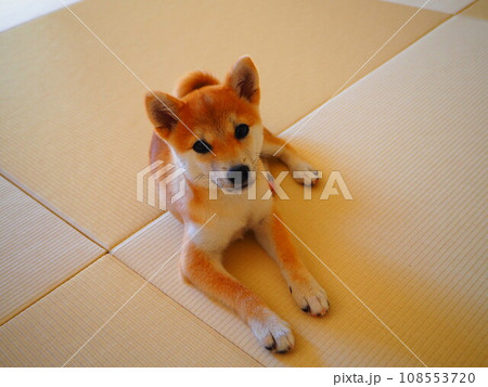 飼い主を見つめる柴犬 飼い主を見つめる柴犬 108553720