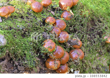 ナメコ ナメコ 108553842