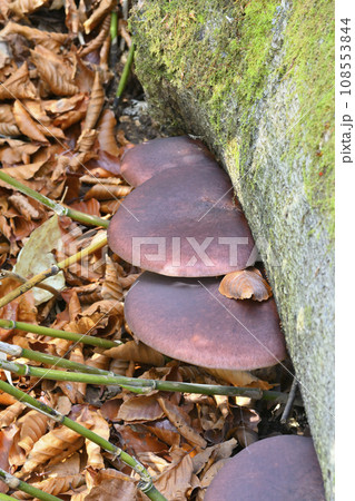 ツキヨタケ 108553844