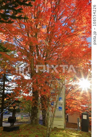 紅葉したモミジ 紅葉したモミジ 108554226