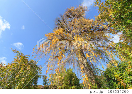 国指定天然記念物 門のシダレカツラ晩秋 盛岡市 国指定天然記念物 門のシダレカツラ晩秋 盛岡市 108554260