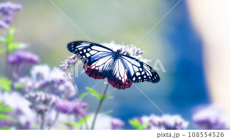 羽を広げてとまるアサギマダラ 108554526