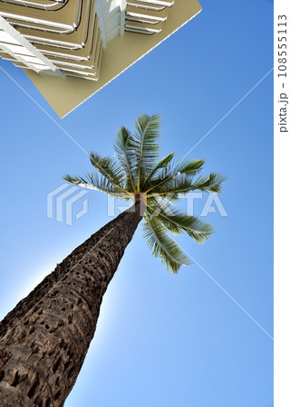 ヤシの木と青空と白い雲 108555113