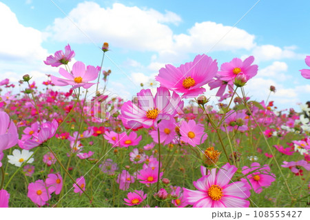 コスモス畑　雲のある青空 108555427
