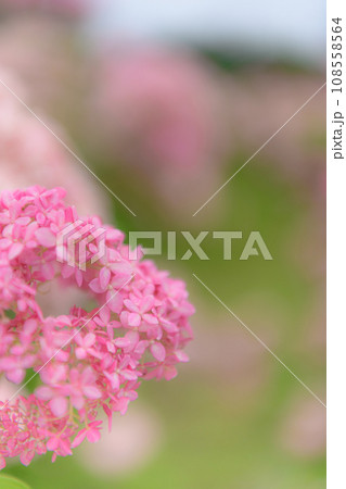 荻窪公園の紫陽花 荻窪公園の紫陽花 108558564