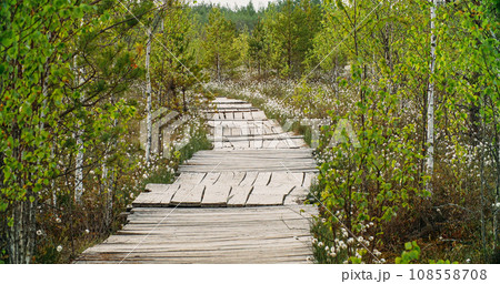 Miory District, Vitebsk Region, Belarus. Ecotrail In Yelnya Nature Reserve. Yelnya Reserve or Elnya Is Biggest Swamp Complex In Belarus. Dramatic Sky Above Boardwalk Trail Over Wetland Miory District, Vitebsk Region, Belarus. Ecotrail In Yelnya Nature Reserve. Yelnya Reserve or Elnya Is Biggest Swamp Complex In Belarus. Dramatic Sky Above Boardwalk Trail Over Wetland 108558708
