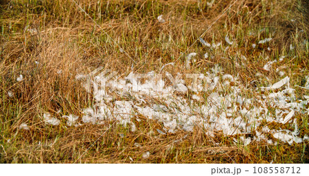 Crane Feathers On An Autumn Meadow, Close-up View . Annual Molt Crane Feathers On An Autumn Meadow, Close-up View . Annual Molt 108558712