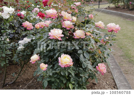 荒尾市　おもやい市民花壇　バラの花、 108560788