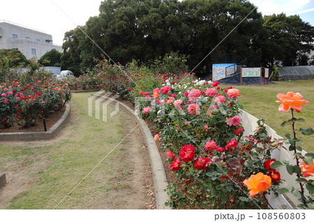 荒尾市 おもやい市民花壇 バラの花、 荒尾市 おもやい市民花壇 バラの花、 108560803