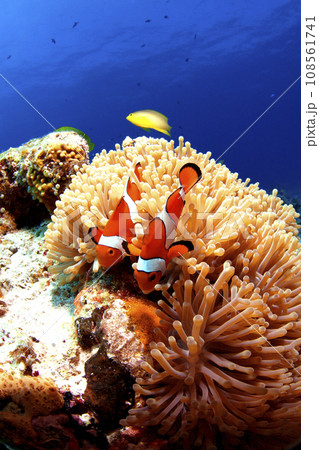 カクレクマノミとイソギンチャク カクレクマノミとイソギンチャク 108561741