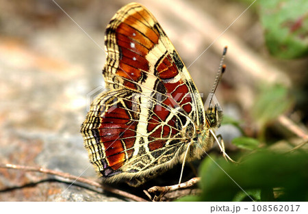 春型の美しいサカハチチョウ 春型の美しいサカハチチョウ 108562017