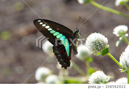 白いセンニチコウの花に来たアオスジアゲハ 108562022