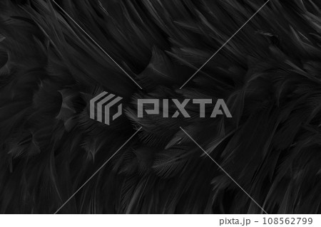 Beautiful black grey bird feathers pattern texture background. 108562799