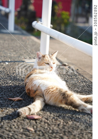 道端で寝そべる茶猫 道端で寝そべる茶猫 108562892