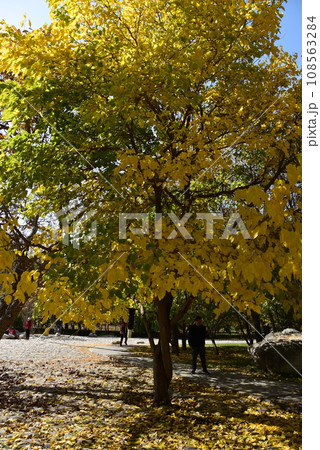黄色に紅葉した公園の樹木 黄色に紅葉した公園の樹木 108563284