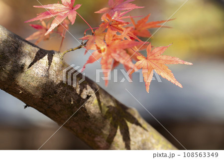 秋の山形県総合運動公園　モミジの紅葉　山形県天童市 108563349