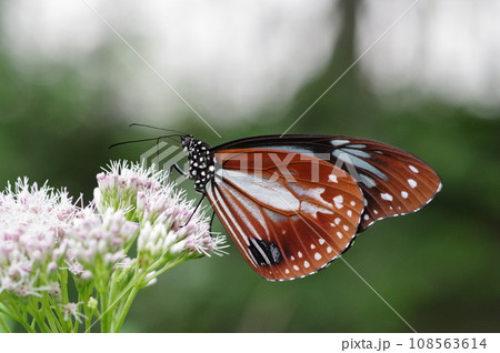 フジバカマの花で蜜を吸うアサギマダラ フジバカマの花で蜜を吸うアサギマダラ 108563614