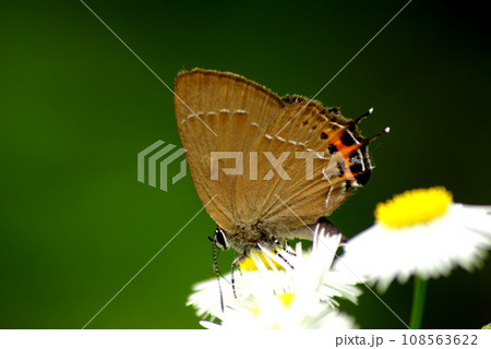 ハルジオンに来たカラスシジミ 108563622