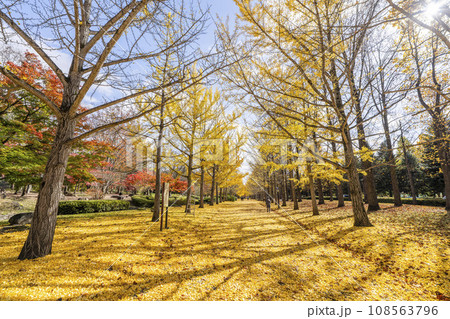 秋の山形県総合運動公園のいちょう並木　イチョウの葉の絨毯　山形県天童市　 108563796