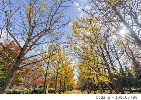 秋の山形県総合運動公園のいちょう並木　イチョウの葉の絨毯　山形県天童市　 108563798