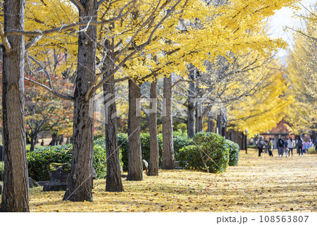 秋の山形県総合運動公園のいちょう並木 イチョウの葉の絨毯 山形県天童市 秋の山形県総合運動公園のいちょう並木 イチョウの葉の絨毯 山形県天童市 108563807