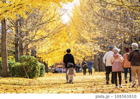 秋の山形県総合運動公園のいちょう並木　イチョウの葉の絨毯　山形県天童市　 108563810