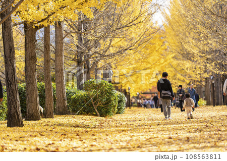秋の山形県総合運動公園のいちょう並木　イチョウの葉の絨毯　山形県天童市　 108563811