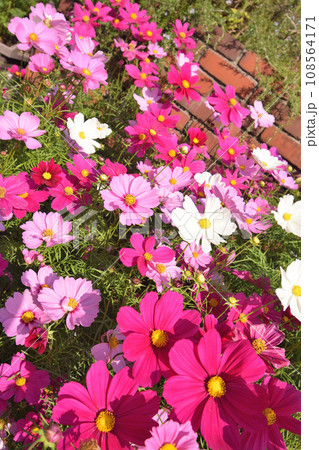 満開のピンク色のコスモス 108564171