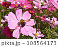 コスモスの蜜を吸うミツバチ 108564173