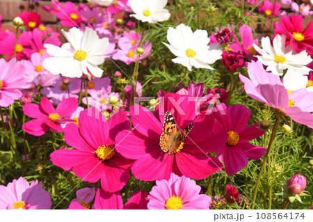 コスモスの蜜を吸う蝶 コスモスの蜜を吸う蝶 108564174