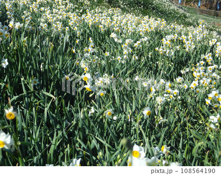 爪木崎自然公園 爪木崎自然公園 108564190