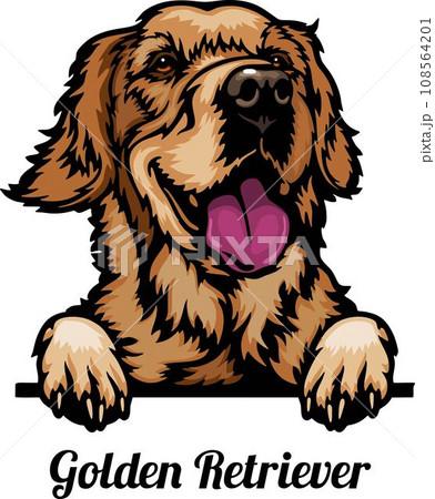 Golden Retriever - Color Peeking Dogs - breed face head isolated on white 108564201