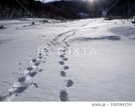 雪上の足跡 雪上の足跡 108564259