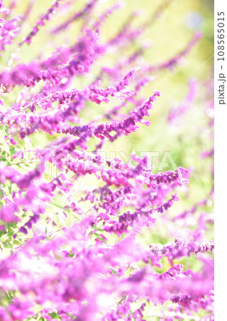 日差しの中で咲き誇るアメジストセージ 108565015