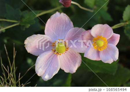 秋の庭に咲くピンク色のシュウメイギクの花 108565494