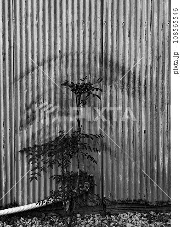塀に生えた植物 108565546