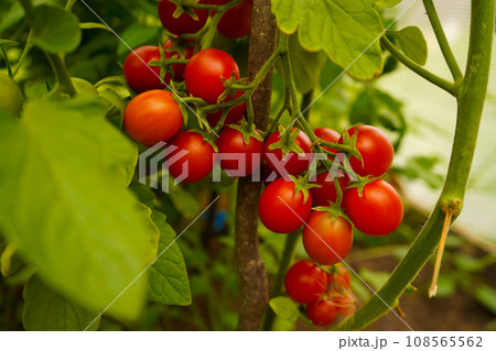Beautiful red ripe cherry tomatoes grown in a greenhouse 108565562