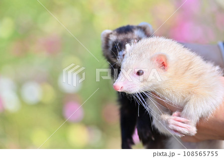 2匹の可愛いフェレットのアップ 108565755