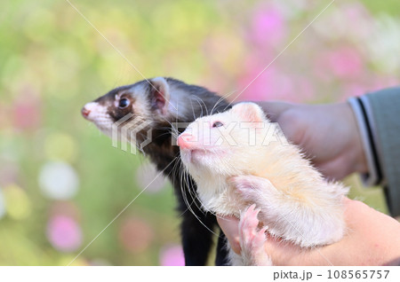 2匹の可愛いフェレットのアップ 108565757